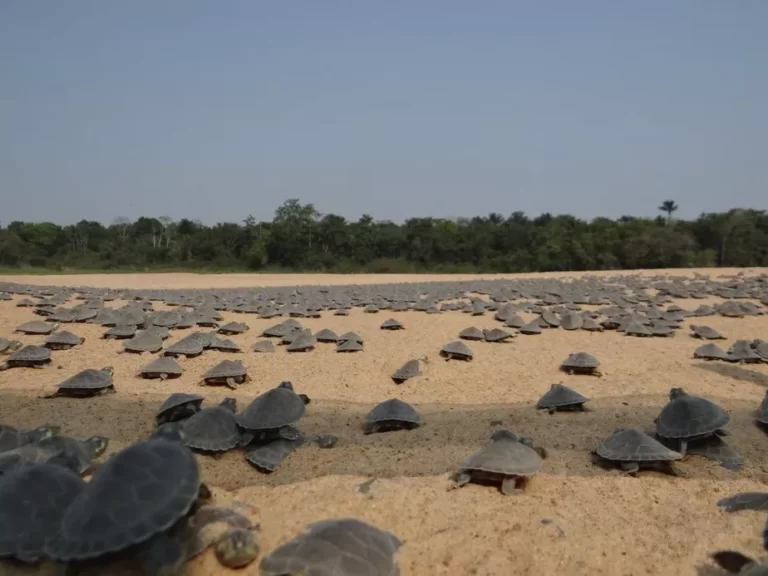 ILHA DO MEIO: UMA RIQUEZA QUE PRECISA DE NOSSOS CUIDADOS