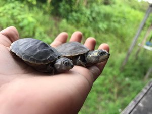 Manejo de quelônios em Ilha do Meio, entre Curuá e Alenquer é estudado por pesquisadora
