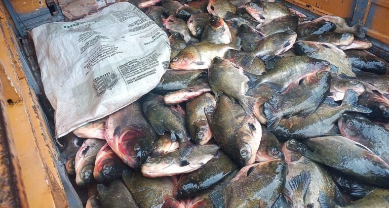 SEMMA realizar doação de peixes, resultado das fiscalizações do defeso.